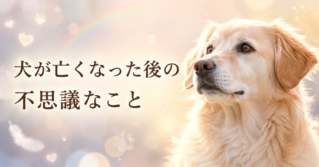 犬が亡くなった後に感じる不思議なことをやさしく表したアイキャッチ画像