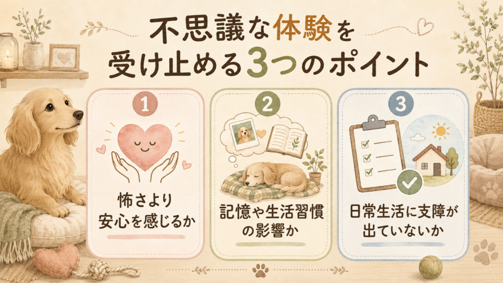 亡くなった犬の気配や夢を受け止める3つの判断ポイント