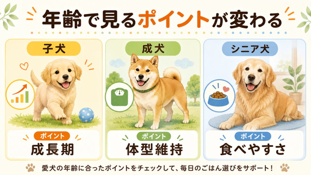 子犬成犬シニア犬のドッグフード選びの違いを整理した図