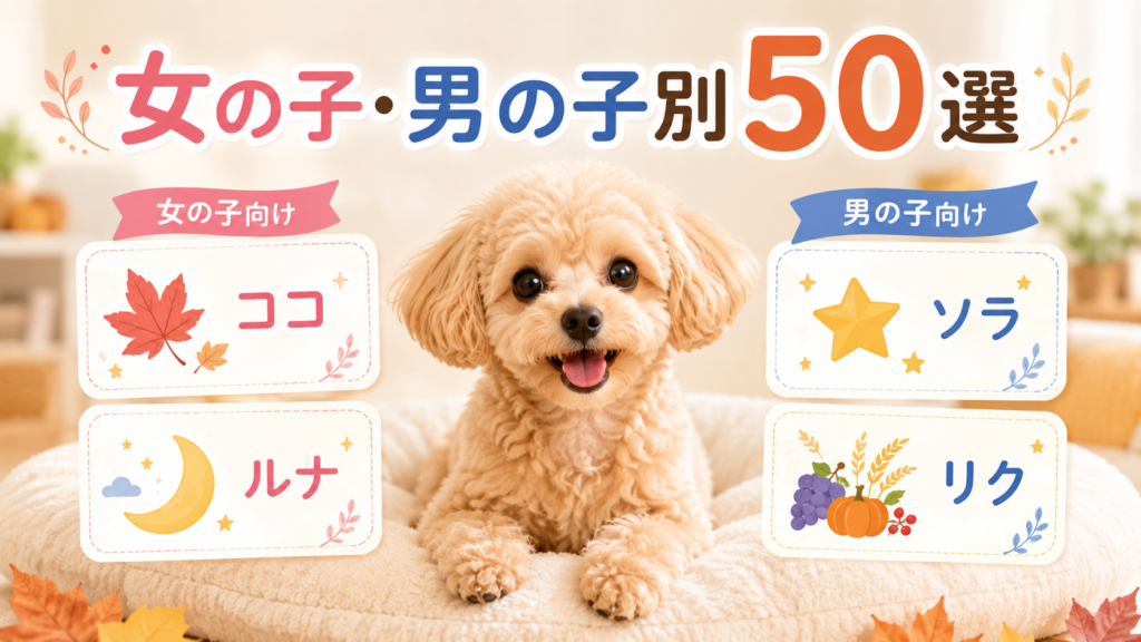9月生まれの犬の名前を女の子と男の子別に整理した図解