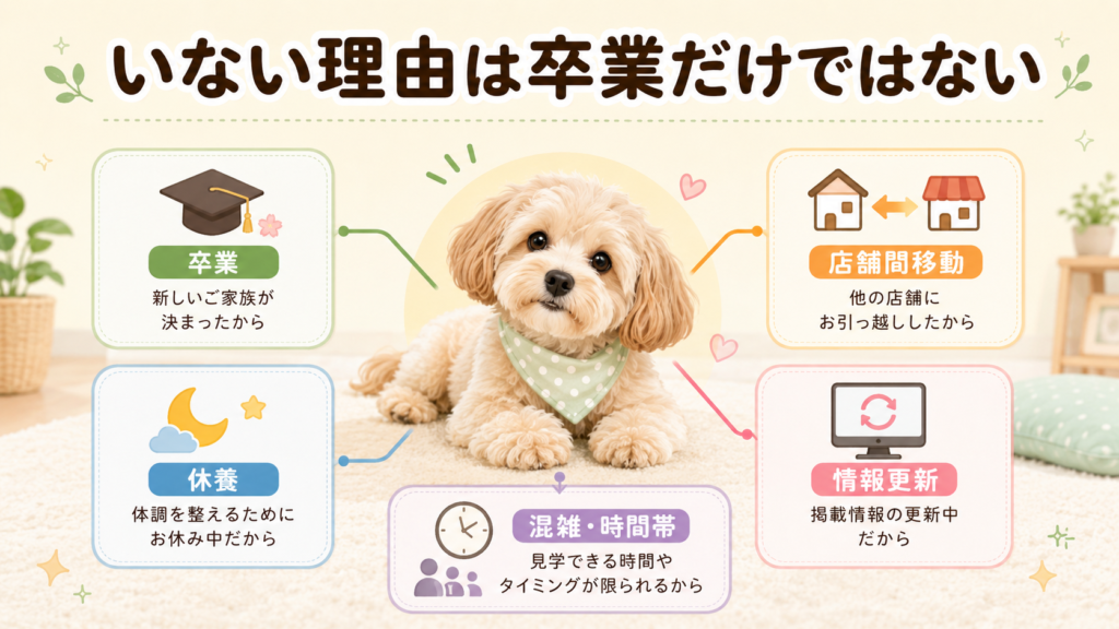 犬カフェRioでお気に入りの犬がいない理由を卒業や休養などに分けた図解