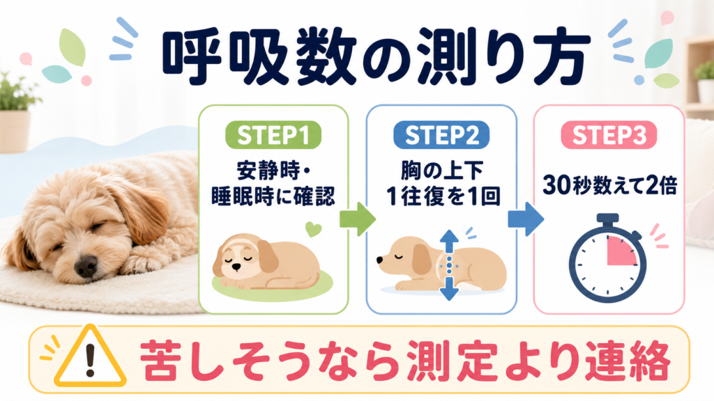 犬の安静時呼吸数を30秒で測る方法